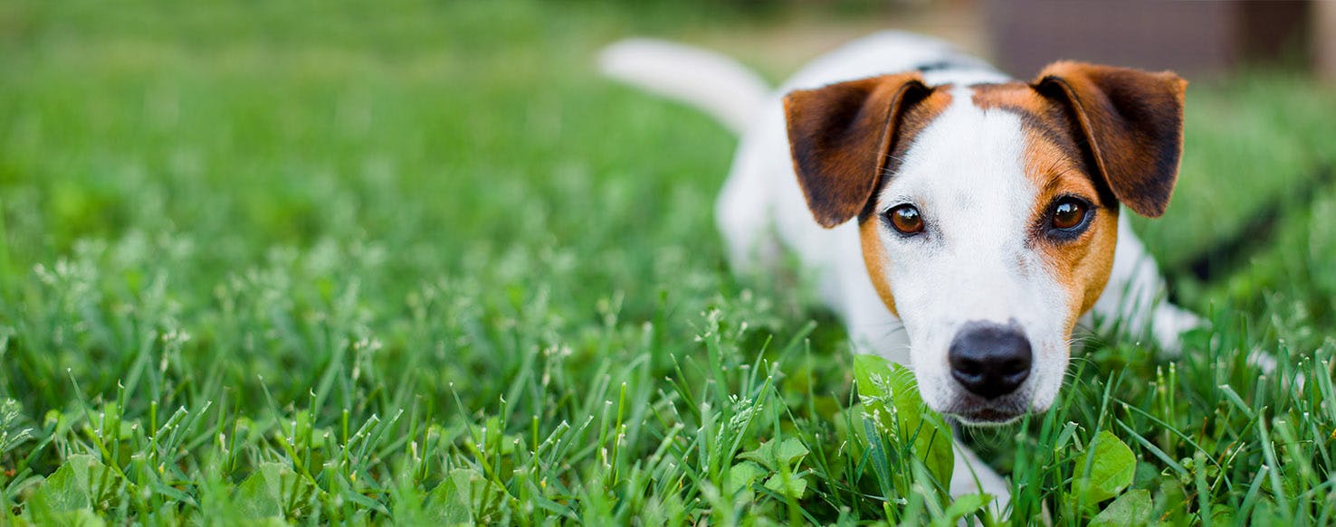 Dog Names Ending In Les Popular Male And Female Names Wag 